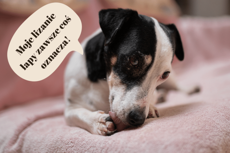 Pies liże łapy – czy to coś złego?